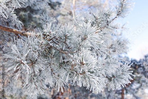 Pine branches in the snow