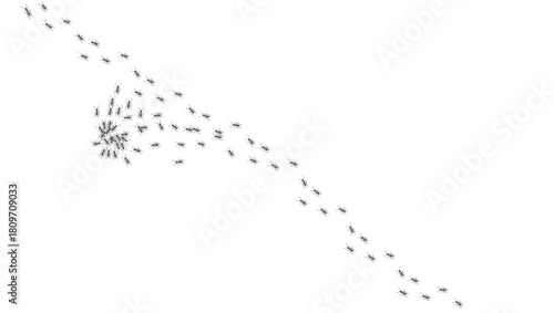 Ant trail. Walking group of black insects. Line of worker ants marching in search of food. Curve footpath of home pest isolated on transparent background. Vector