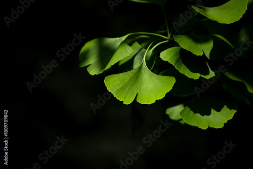 Close-up of Ginkgo biloba leaves back lit.