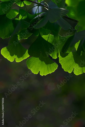 Close-up of Ginkgo biloba leaves back lit.