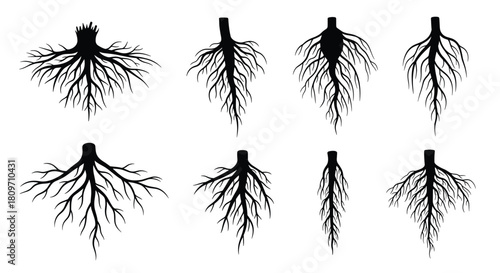 A set of black silhouettes showing different types of tree and plant root systems isolated on a white background.
