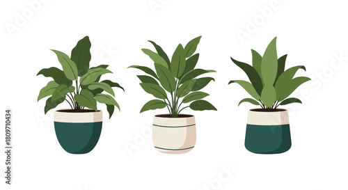 Three beautiful green houseplants in stylish modern ceramic pots for home or office interior decoration on white.