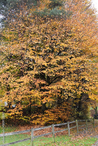 Autumn in the city	