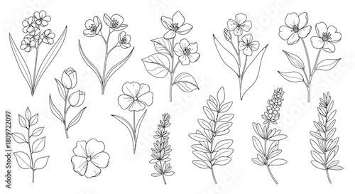 Elegant botanical line art floral arrangements for sophisticated designs