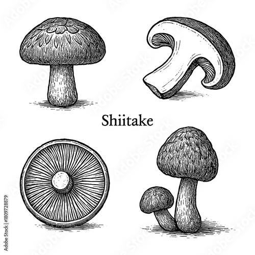 Shiitake Mushroom Set in Vintage Botanical Engraving Style Transparent Background