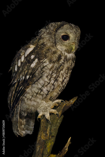 owl on a branch