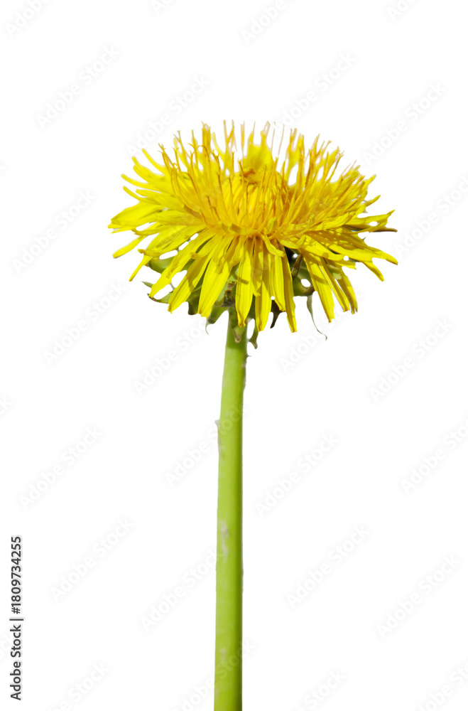 Fototapeta premium Dandelion isolated on transparent background