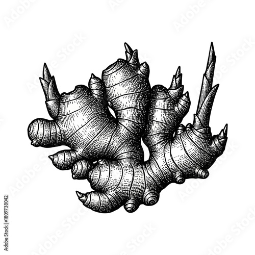 A Detailed Black Silhouette of a Ginger Root with Growing Shoots.