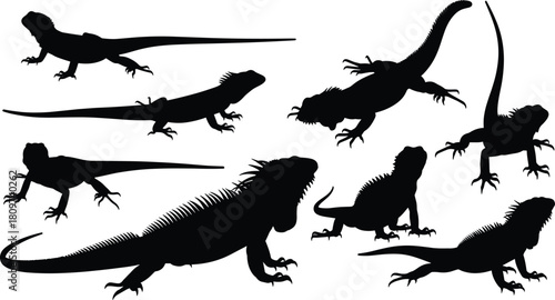 Iguana silhouette vector, reptile pose collection, black animal shape, exotic lizard design, wildlife illustration, nature creature artwork, anatomy reference