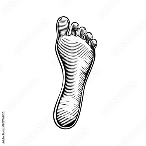 Black and white woodcut style illustration of a human foot sole showing anatomical details