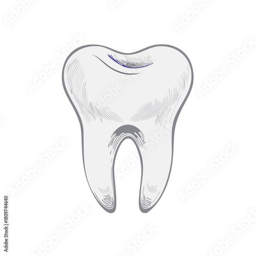 Illustrated tooth isolated on white background depicting dental health and care concepts