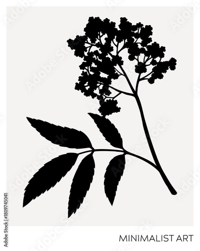 Elderflower silhouette illustration. Minimalist art botanical poster template. Trinket design element. NOT AI generated