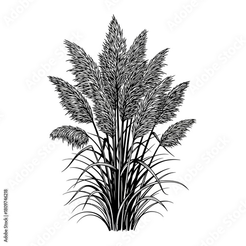 Architectural Sketch Style Silhouette of Pampas Grass Plumes for Decorative Art (1).