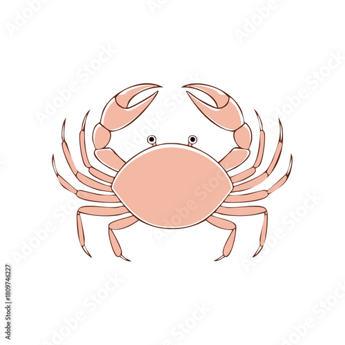Cute cartoon crab illustration with pink shell and pincers