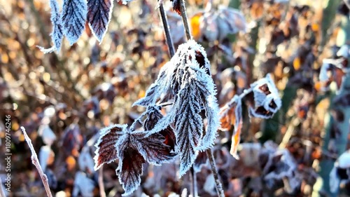 Frost-covered leaves glisten in sunlight, showcasing intricate details and textures, as camera slowly zooms in to reveal the beauty of winter's touch on nature