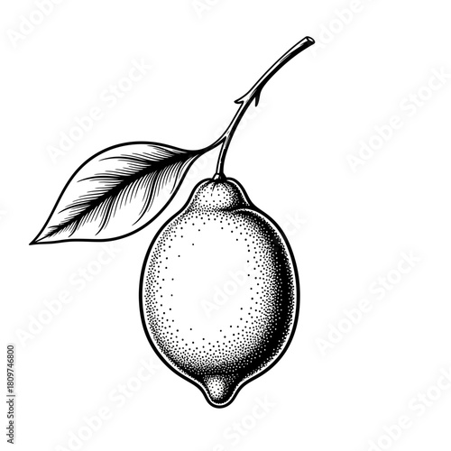 Whisk_eb56a73506b1ac7a3d64b9567a63d91fdr.