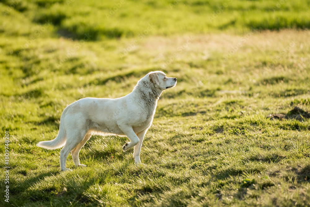 Obraz premium Dog in nature during outdoor activity and training at golden hour 