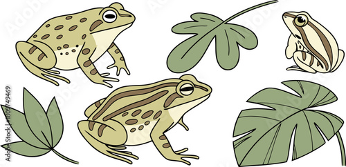 A collection of various frog illustrations is presented against a transparent background. The frogs exhibit a range of poses, including sitting, crouching, and extending limbs. The color palette inclu