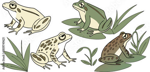 A collection of various frog illustrations is presented against a transparent background. The frogs exhibit a range of poses, including sitting, crouching, and extending limbs. The color palette inclu