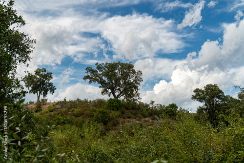 Korkeiche auf Korsika