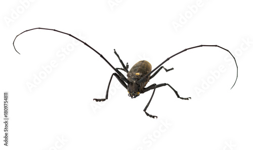 Longhorn beetle isolated on transparent background