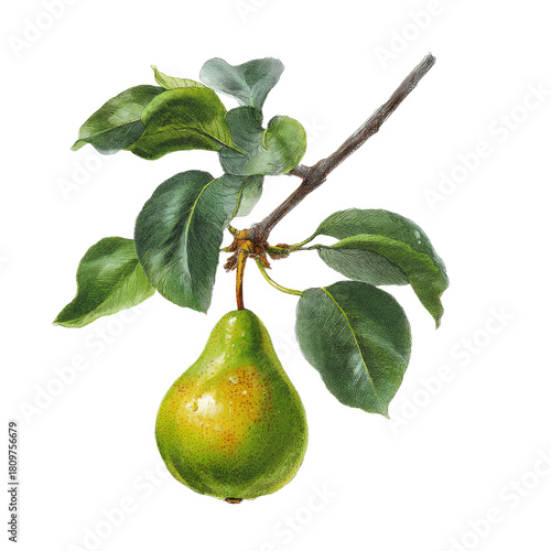 Pear on a branch