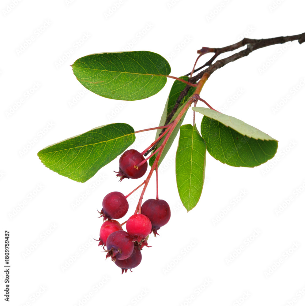 Obraz premium Amelanchier berries on a branch isolated on transparent background