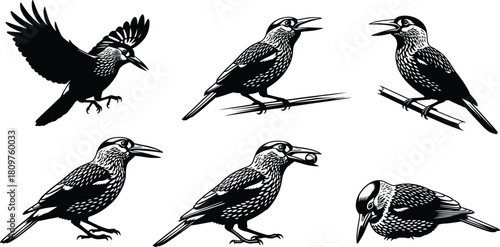 Spotted nutcracker bird silhouette collection, vector illustration set of wild animals, flying and perching poses, black design elements isolated on white background