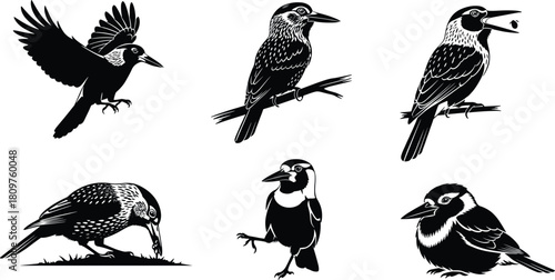 Set of spotted nutcracker bird silhouettes, vector black and white illustrations, flying and perching wildlife design elements, isolated animal icons on white.