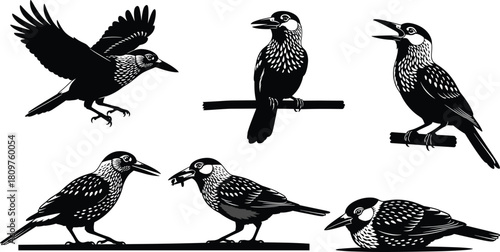 Spotted nutcracker bird silhouette set, black vector illustration collection, wild animal design elements, flying and perching poses, isolated graphic icons on white background.