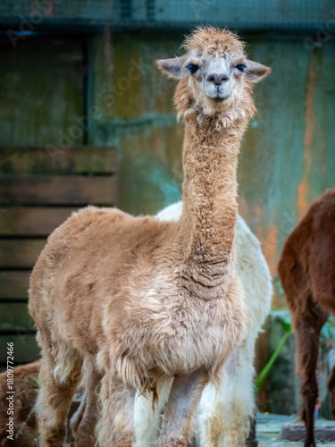 台北市立動物園