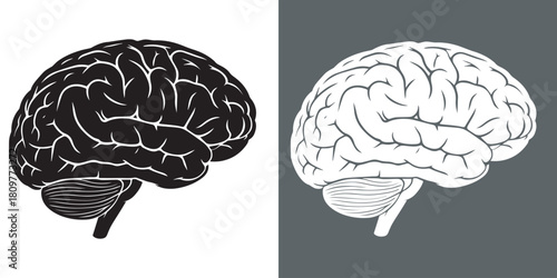Illustration of a human brain, shown in black and white on contrasting backgrounds.