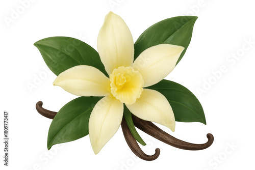 Vanilla flower with green leaves and dried vanilla beans creating a delicious aromatic flavor ingredient