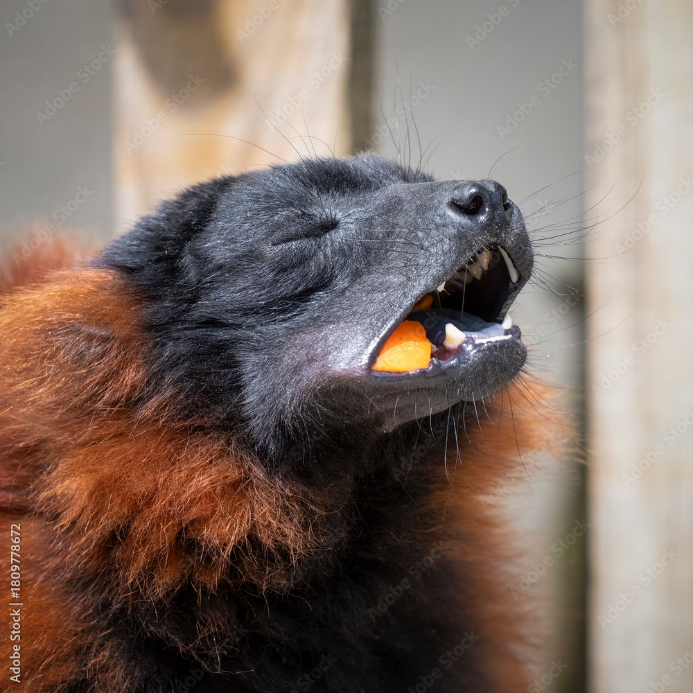 Naklejka premium Captive Red Ruffed Lemur Feeding
