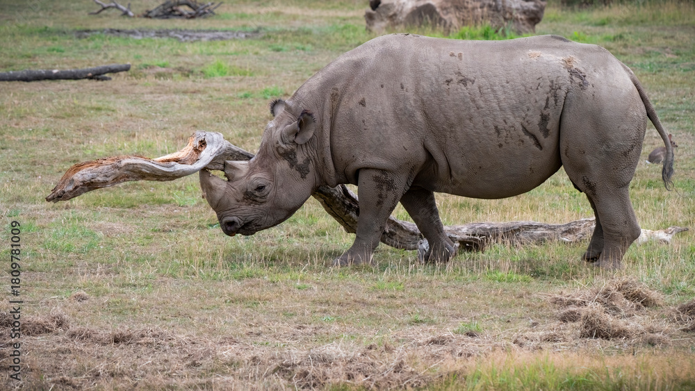 Obraz premium Black Rhinoceros Walking in Grass