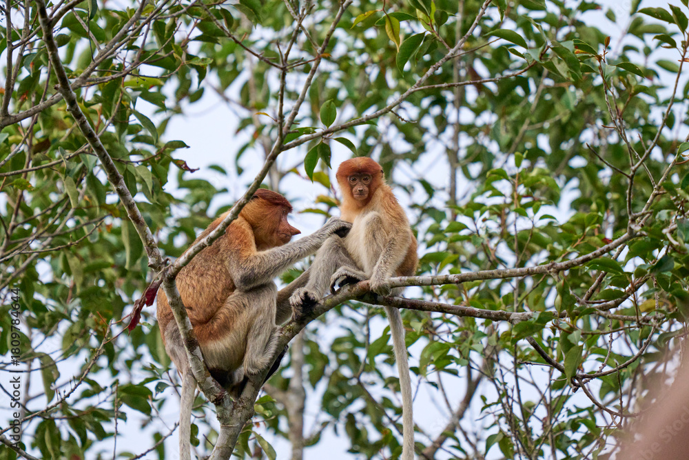 Fototapeta premium Nasalis larvatus in Tanjung Puting showing natural family behavior and life in the treetops of Borneo’s endangered rainforest.