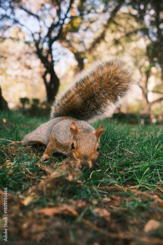 squirrel in autumn