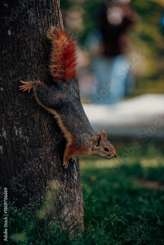 squirrel in the park