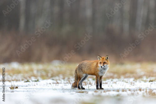 Mammals - European Red Fox (Vulpes vulpes)