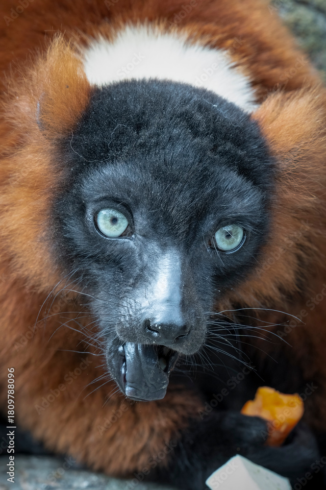 Obraz premium Captive Red Ruffed Lemur Feeding