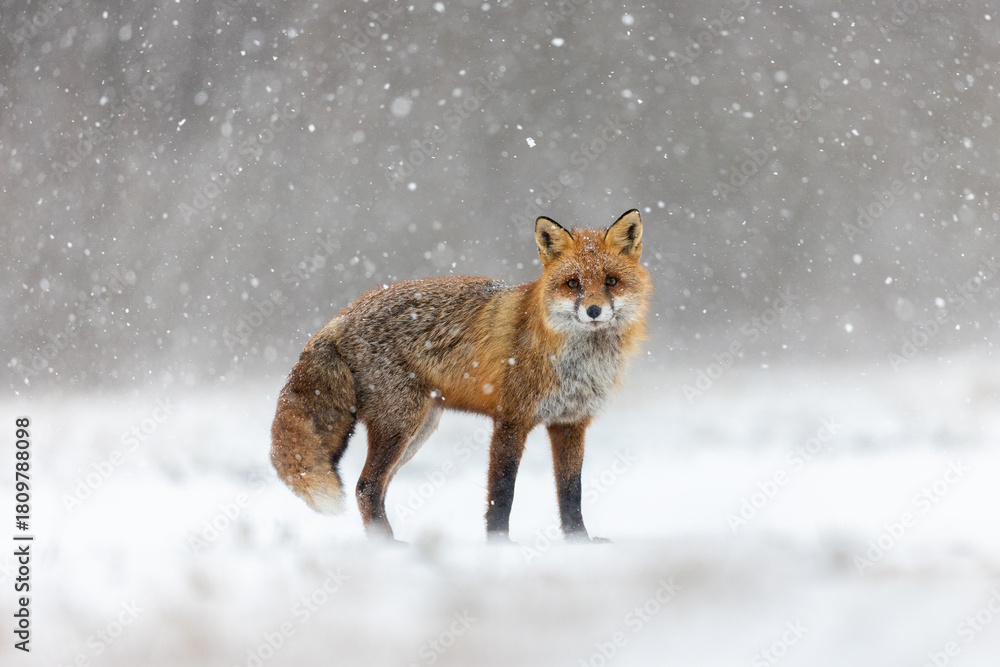 Fototapeta premium Mammals - European Red Fox (Vulpes vulpes)
