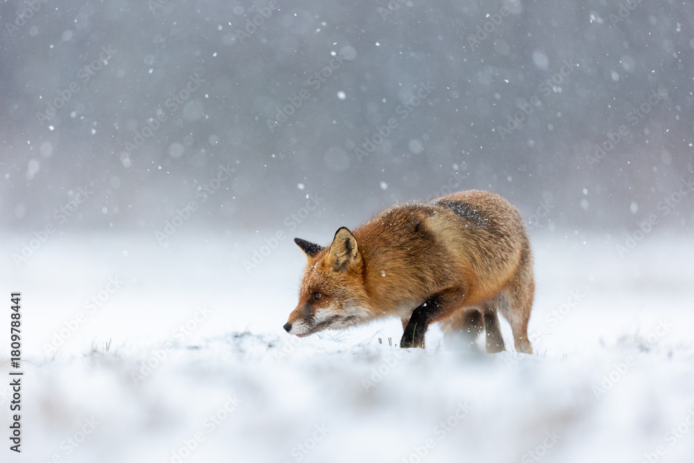 Naklejka premium Mammals - European Red Fox (Vulpes vulpes)