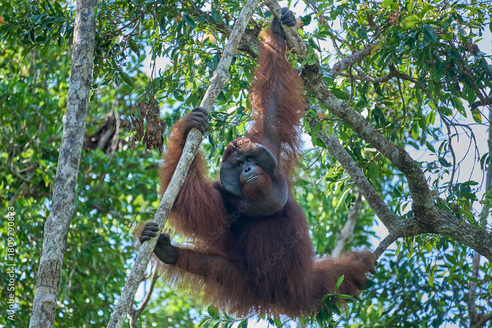Fototapeta premium Pongo pygmaeus alpha male in Tanjung Puting showing strength and natural behavior in the rainforest of Borneo an iconic endangered primate.