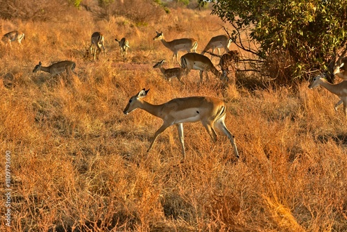Photography African Impala Herd Moving, Kenya Tsavo East National Park