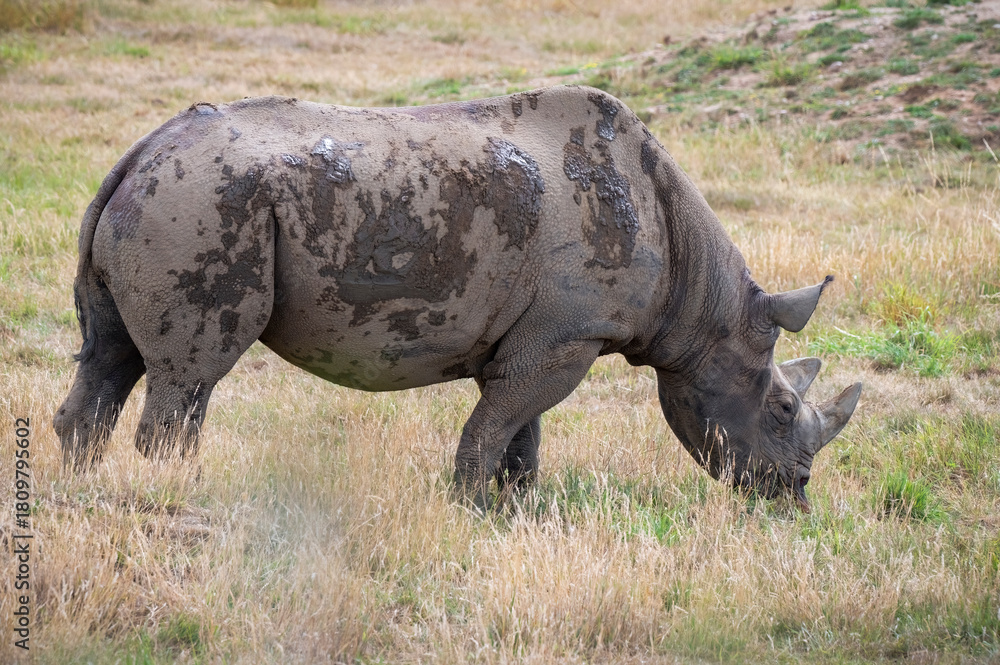 Obraz premium Black Rhinoceros Walking in Grass