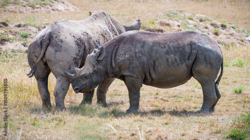 Fototapeta premium Mother Black Rhinoceros with Her Calf