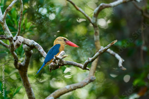 Pelargopsis capensis in Tanjung Puting National Park a colorful kingfisher showing the vibrant wildlife of Borneo’s rainforest.