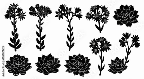 Collection of Black Silhouette Succulent Plants and Flowers.