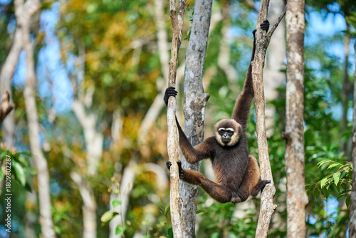 Hylobates albibarbis in the canopy of Tanjung Puting a rare primate of Borneo showing the elegance and calm of Indonesia’s rainforest wildlife.