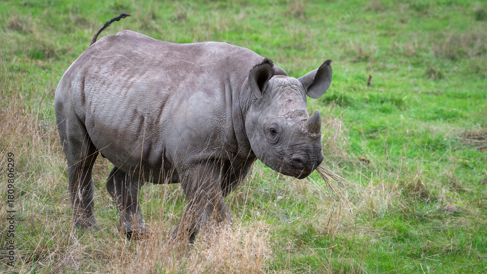 Fototapeta premium Young Black Rhinoceros Calf Feeding